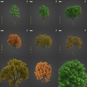 3D model 2021 PBR Norway Maple Collection - Acer Platanoides