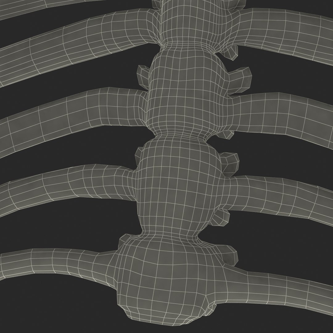 Rib Cage 3d C4d