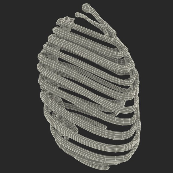 rib cage 3d c4d