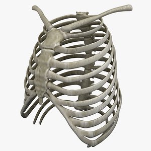 Rib Cage