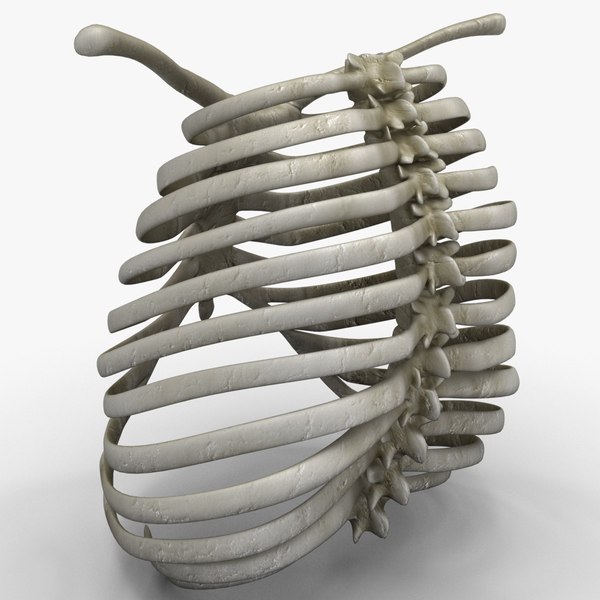 rib cage 3d c4d
