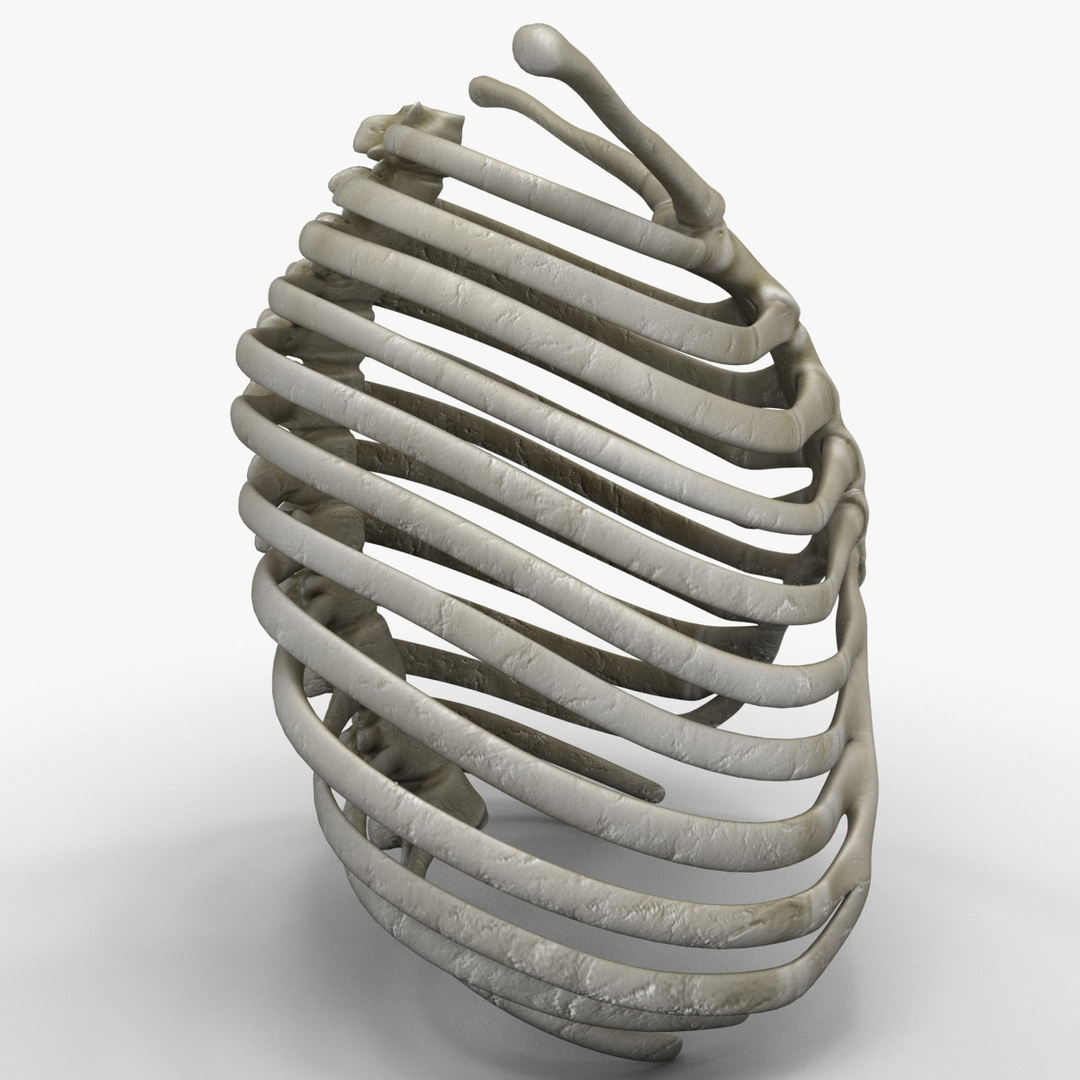 rib cage 3d c4d