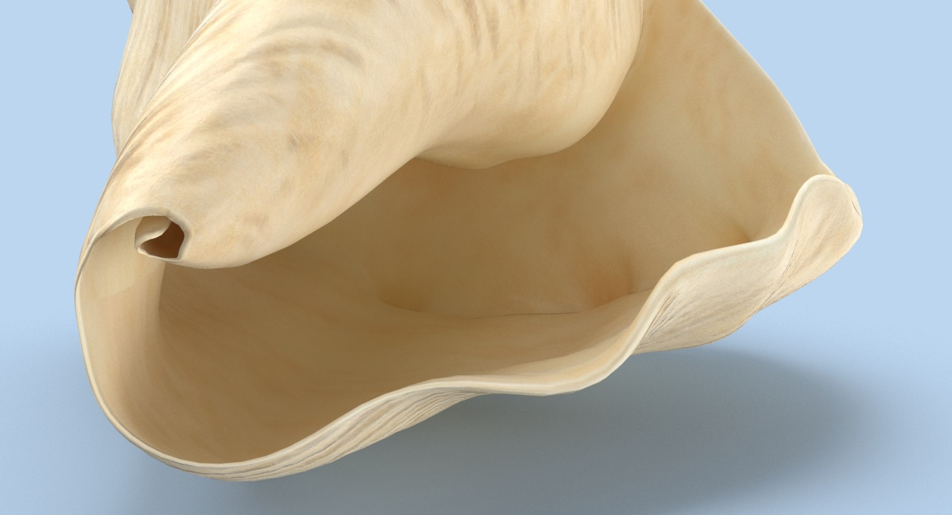 Conch-shells---shell-03 3D - TurboSquid 1155463