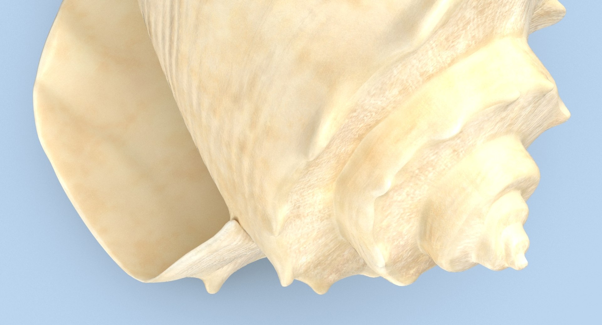Conch-shells---shell-03 3D - TurboSquid 1155463