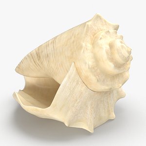 Conch Shell 03