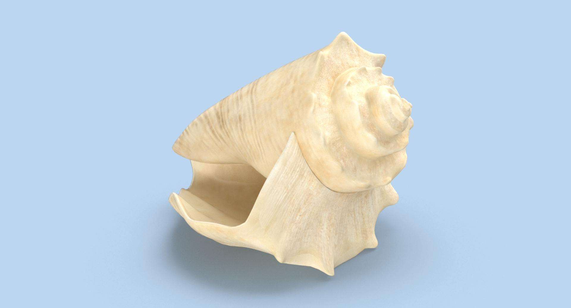 Conch-shells---shell-03 3D - TurboSquid 1155463