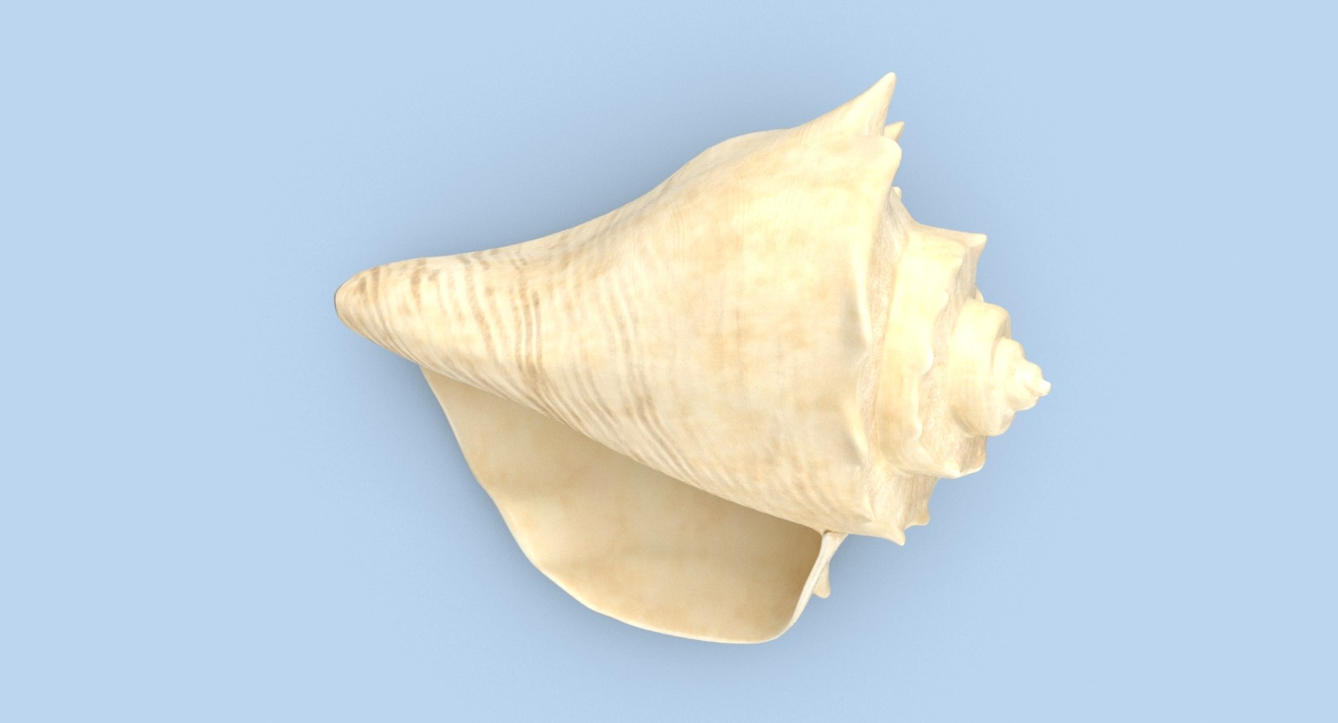 Conch-shells---shell-03 3D - TurboSquid 1155463