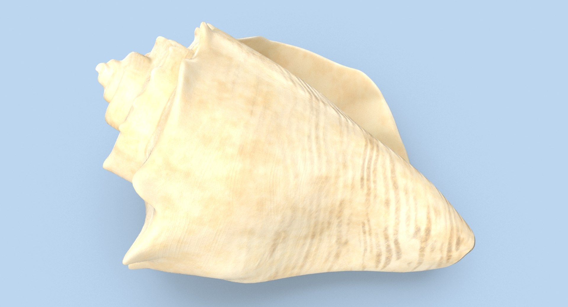 Conch-shells---shell-03 3D - TurboSquid 1155463