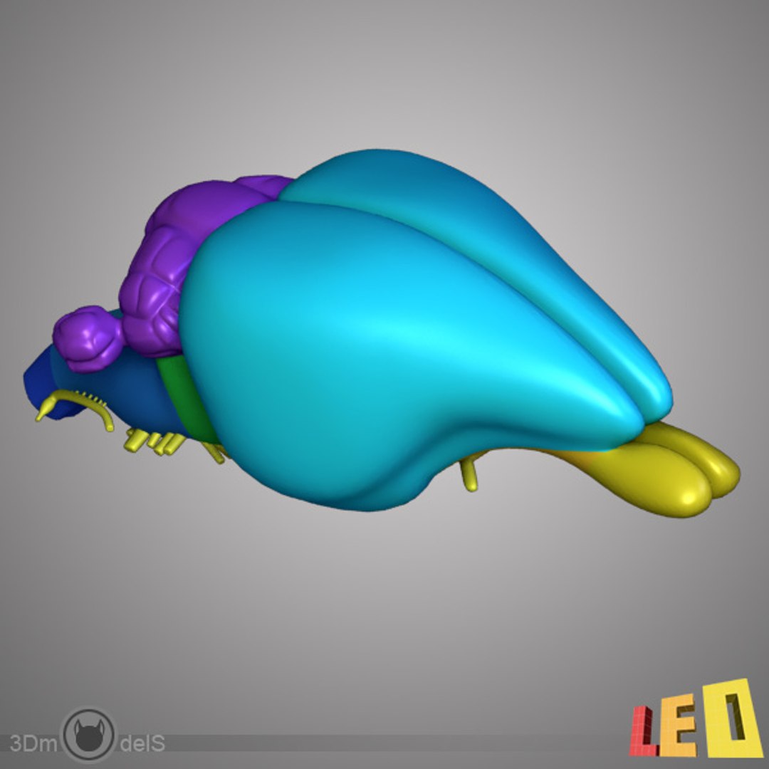 Maya Rabbit Brain
