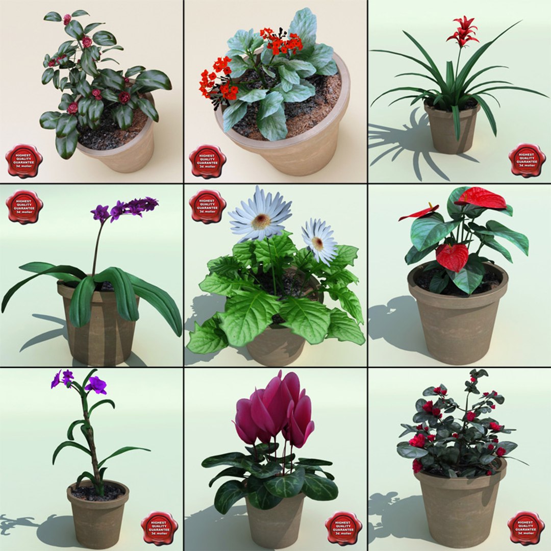 3ds max interior plants v5 https://p.turbosquid.com/ts-thumb/Mq/Sc6Dyy/LvXbHalh/interior_plants_collection_v5_00/jpg/1266357840/1920x1080/fit_q87/86d91dfa3a9b177e47b1957d6f104c73d973f4f4/interior_plants_collection_v5_00.jpg
