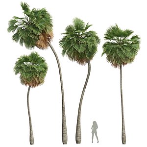 3D New Plant High detail Borassus Flabellifer Medium model