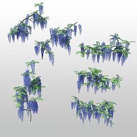 wisteria 05