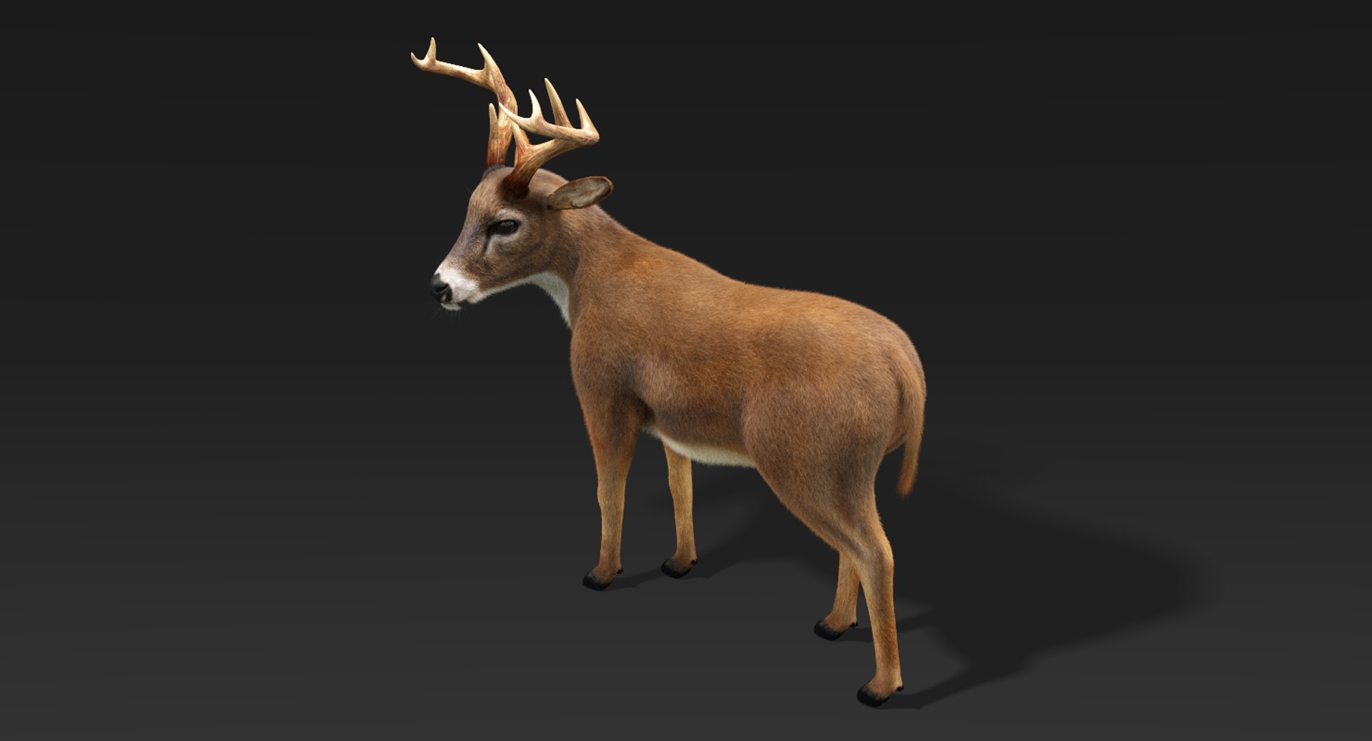 3D model deer fur rigged https://p.turbosquid.com/ts-thumb/Mq/qwQEqG/4zUqCzah/deerfur7/png/1508984230/1920x1080/fit_q87/610ab33c21cbe070a418f2c0e3e535da187c9204/deerfur7.jpg
