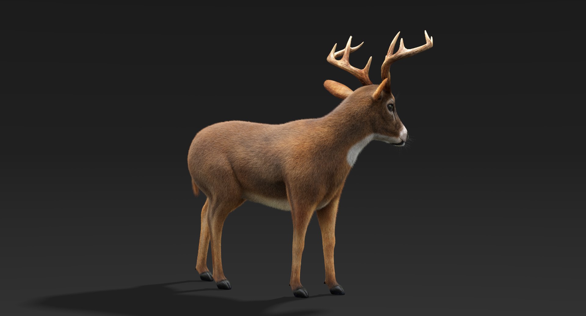 3D model deer fur rigged https://p.turbosquid.com/ts-thumb/Mq/qwQEqG/EHAQvOc8/deerfur4/png/1508944603/1920x1080/fit_q87/74928ada546f11333e745a67cb71cd7e9997b716/deerfur4.jpg