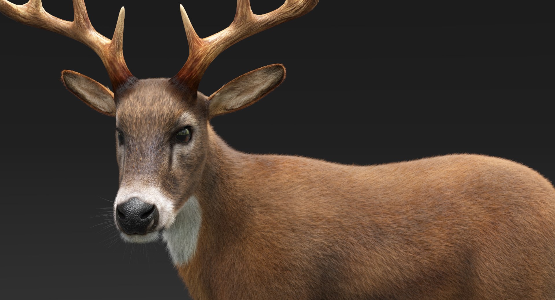 3D model deer fur rigged https://p.turbosquid.com/ts-thumb/Mq/qwQEqG/MPCEFhoT/deerfur2/png/1508941157/1920x1080/fit_q87/8601660fa578894be6cd4f5a171a59197015f465/deerfur2.jpg