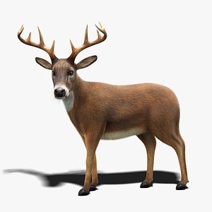 3D model deer fur rigged