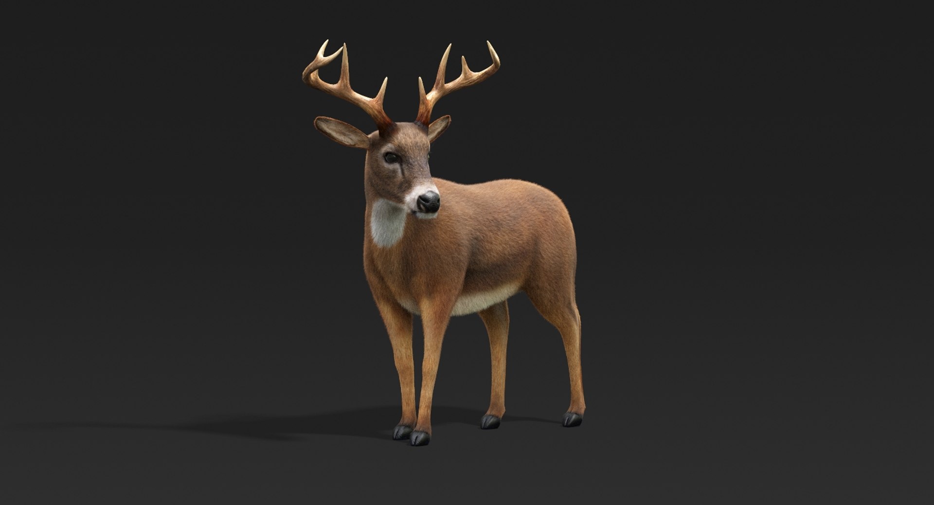 3D model deer fur rigged https://p.turbosquid.com/ts-thumb/Mq/qwQEqG/WWETb1nh/deerfur11/jpg/1509425948/1920x1080/fit_q87/3fbc322e0cb39b5286335c5efa2471eb1b728723/deerfur11.jpg