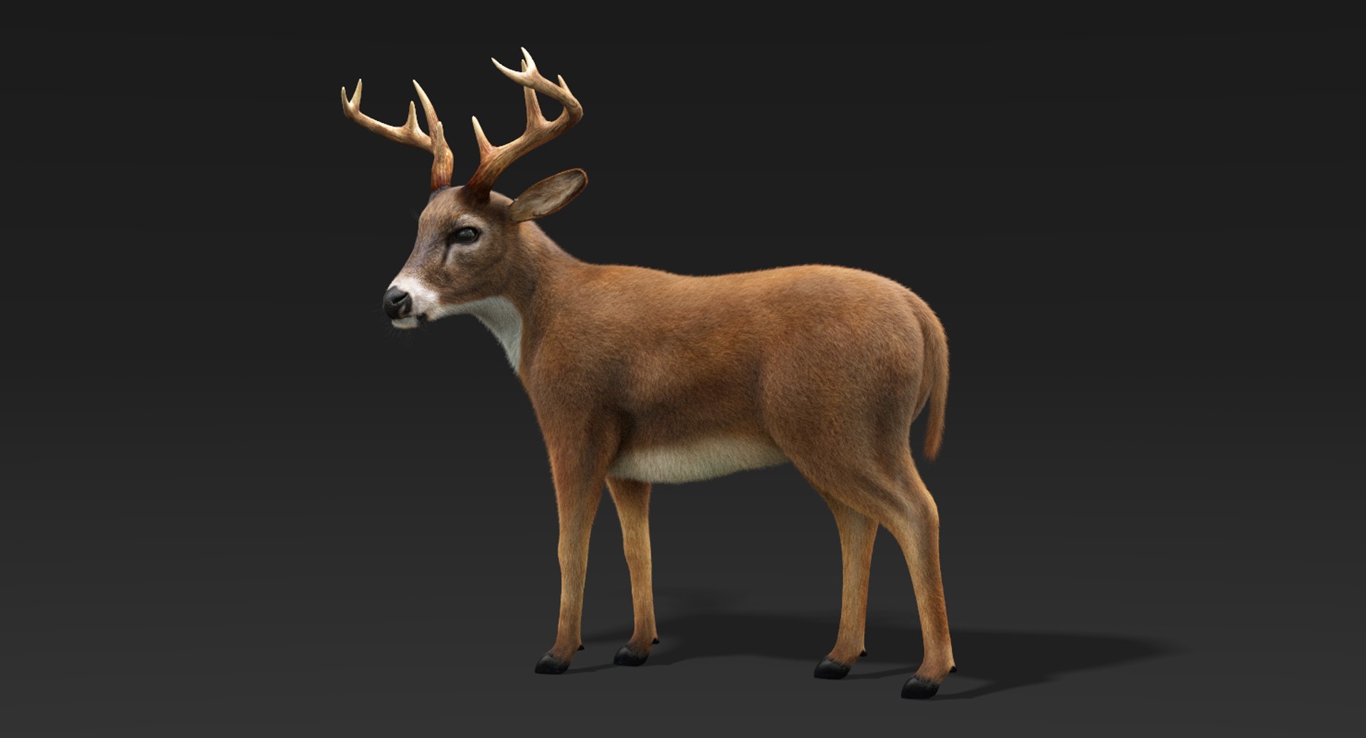 3D model deer fur rigged https://p.turbosquid.com/ts-thumb/Mq/qwQEqG/cyRGBbL4/deerfur6/png/1508948168/1920x1080/fit_q87/b49c164eae0acb7b2d6600c63d5a595bb0c31b7e/deerfur6.jpg
