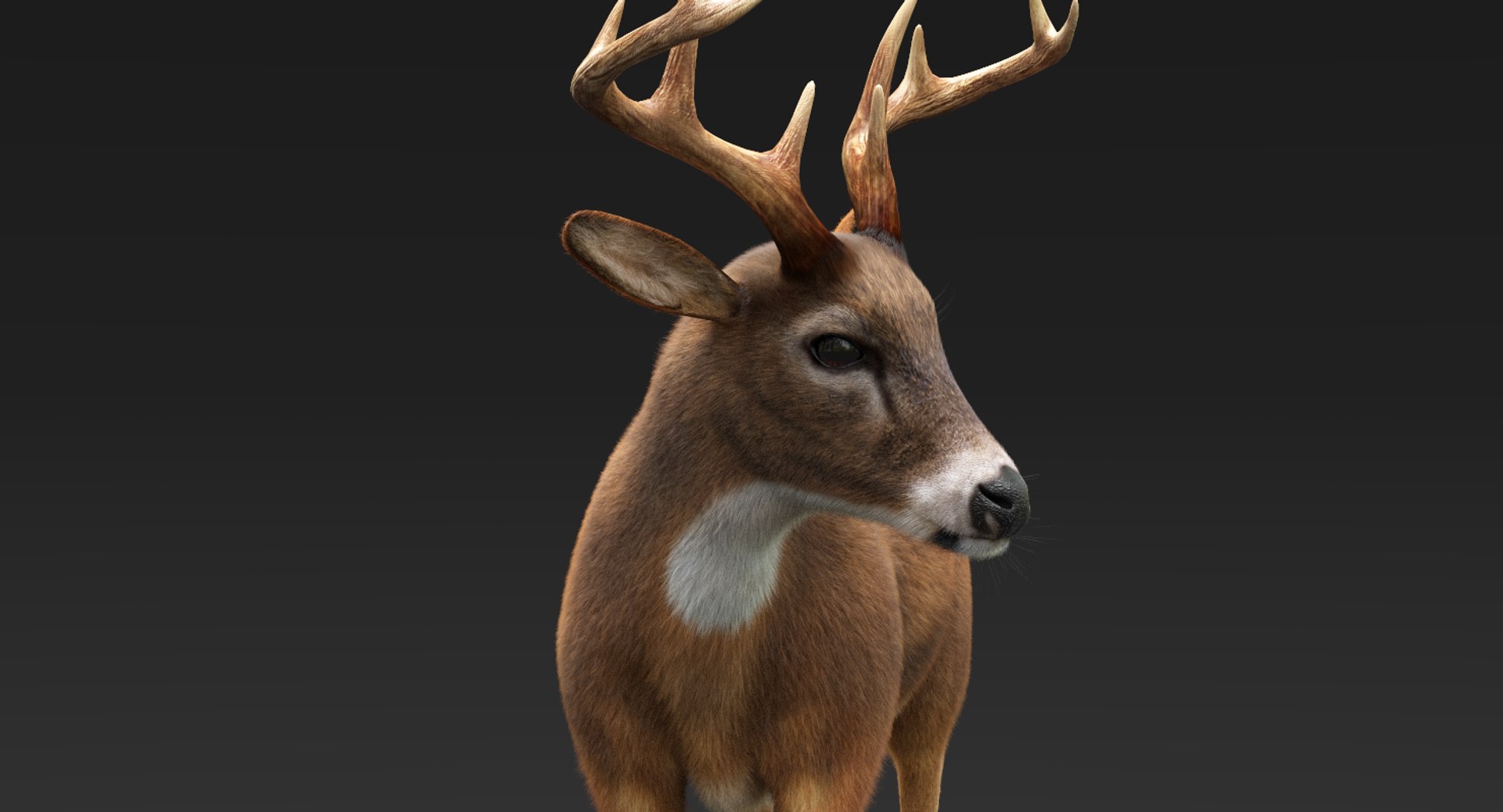 3D model deer fur rigged https://p.turbosquid.com/ts-thumb/Mq/qwQEqG/eqcxJP6P/deerfur9/png/1508942600/1920x1080/fit_q87/6326bc3abb2d0f964f4d7c6f4435b72fd1667274/deerfur9.jpg