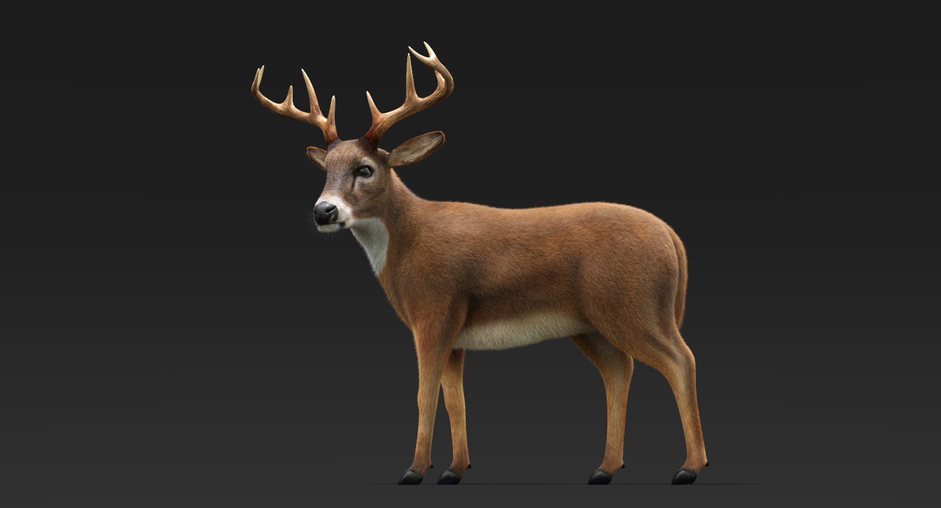 3D model deer fur rigged https://p.turbosquid.com/ts-thumb/Mq/qwQEqG/gHdpii8J/deerfur3/png/1508941209/1920x1080/fit_q87/160e03b57b0f8d758c5aa706e3a818ac250852c3/deerfur3.jpg