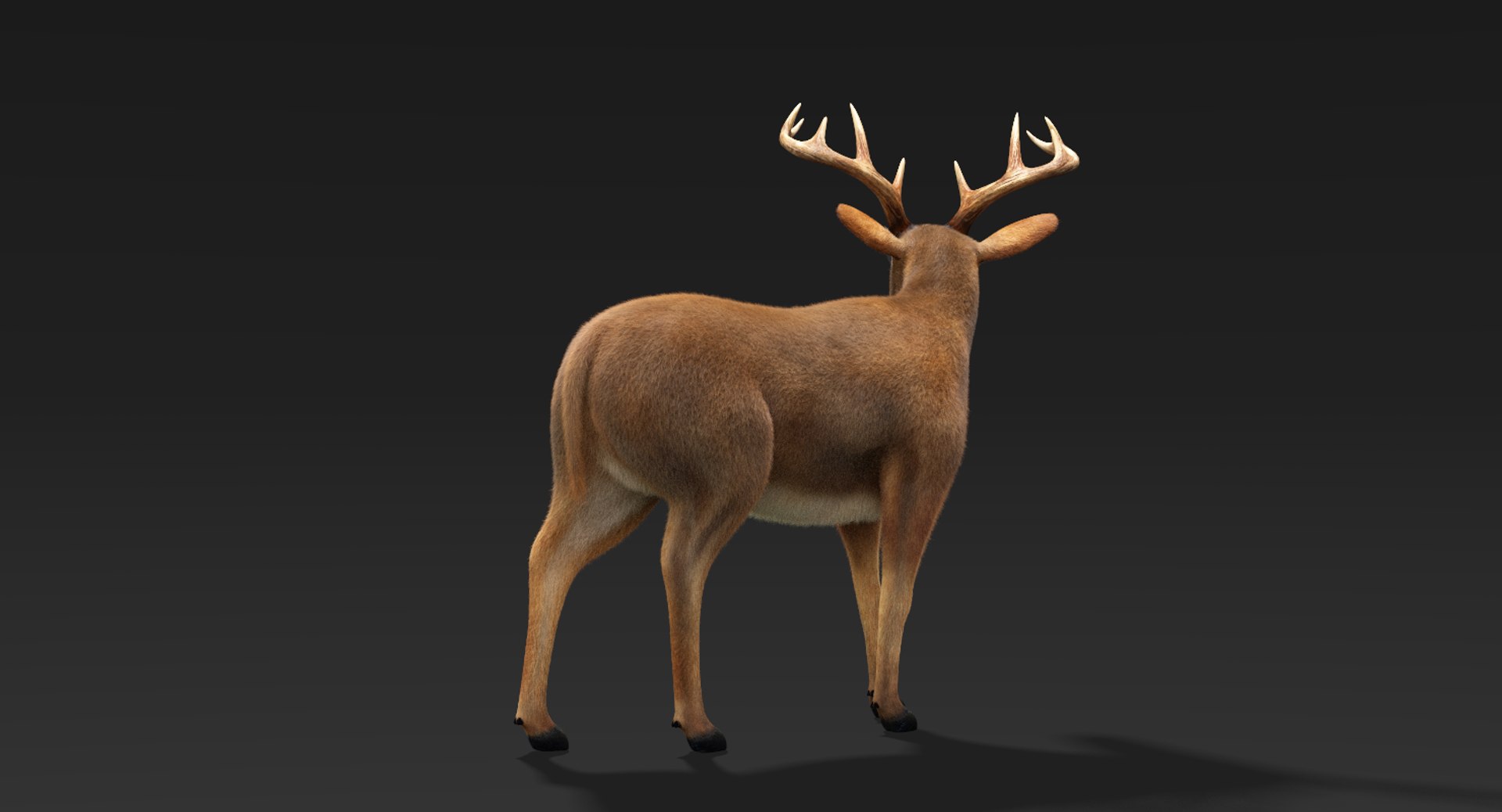 3D model deer fur rigged https://p.turbosquid.com/ts-thumb/Mq/qwQEqG/jVXus1Js/deerfur8/png/1508942168/1920x1080/fit_q87/bc72aa26d5e58eacdf2f2453e5fac632eeac82cf/deerfur8.jpg