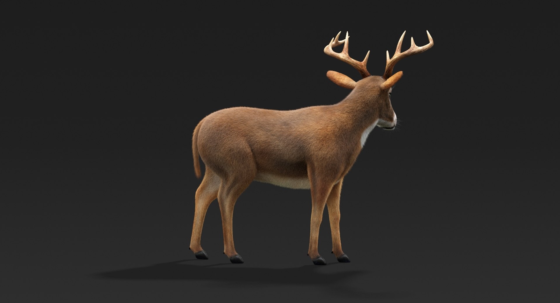 3D model deer fur rigged https://p.turbosquid.com/ts-thumb/Mq/qwQEqG/jmoH2VAI/deerfur10/jpg/1509425946/1920x1080/fit_q87/47a3af60465313e50369f6f1d0cd51eb71700763/deerfur10.jpg