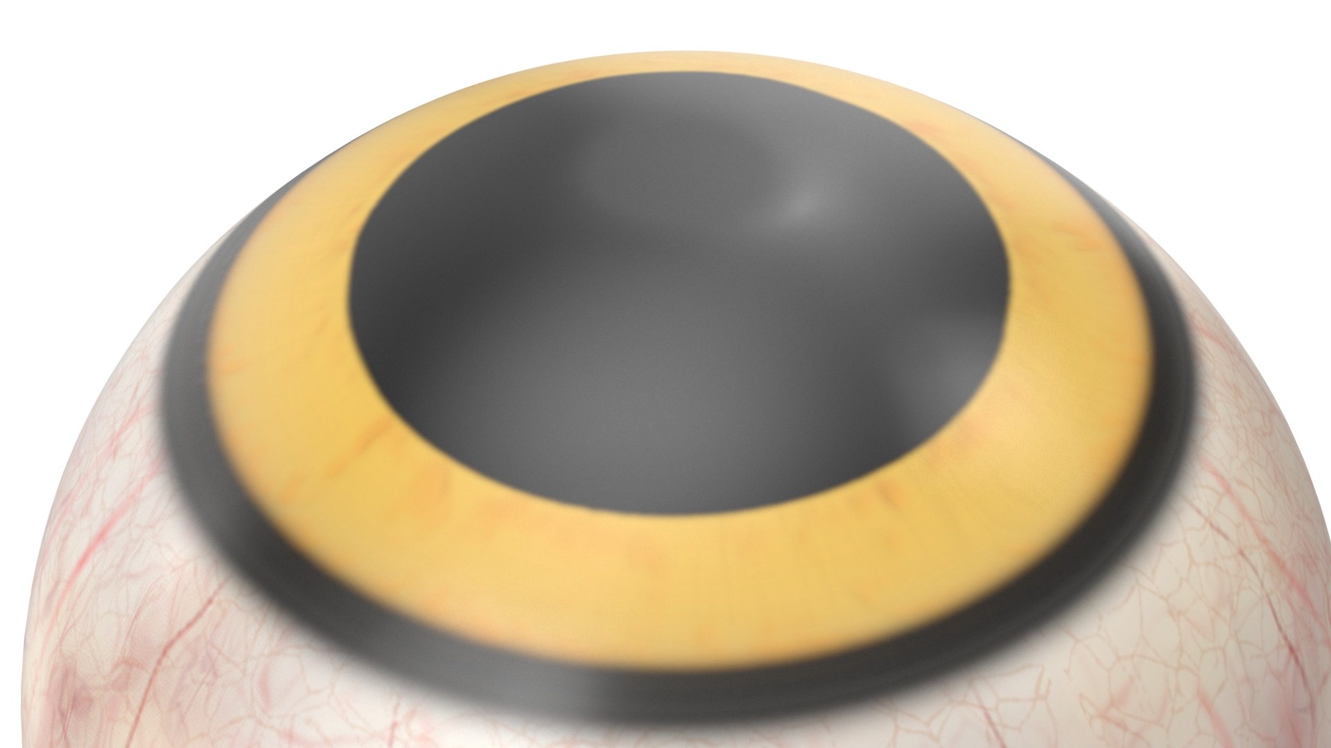 Realistic Animal Eyes Set model https://p.turbosquid.com/ts-thumb/Mr/25su4c/47/realisticanimaleyessetmb3dmodel026/jpg/1708976150/1920x1080/fit_q87/7cbd7177df3e9feb126b7835824cb5821b2e0b2f/realisticanimaleyessetmb3dmodel026.jpg