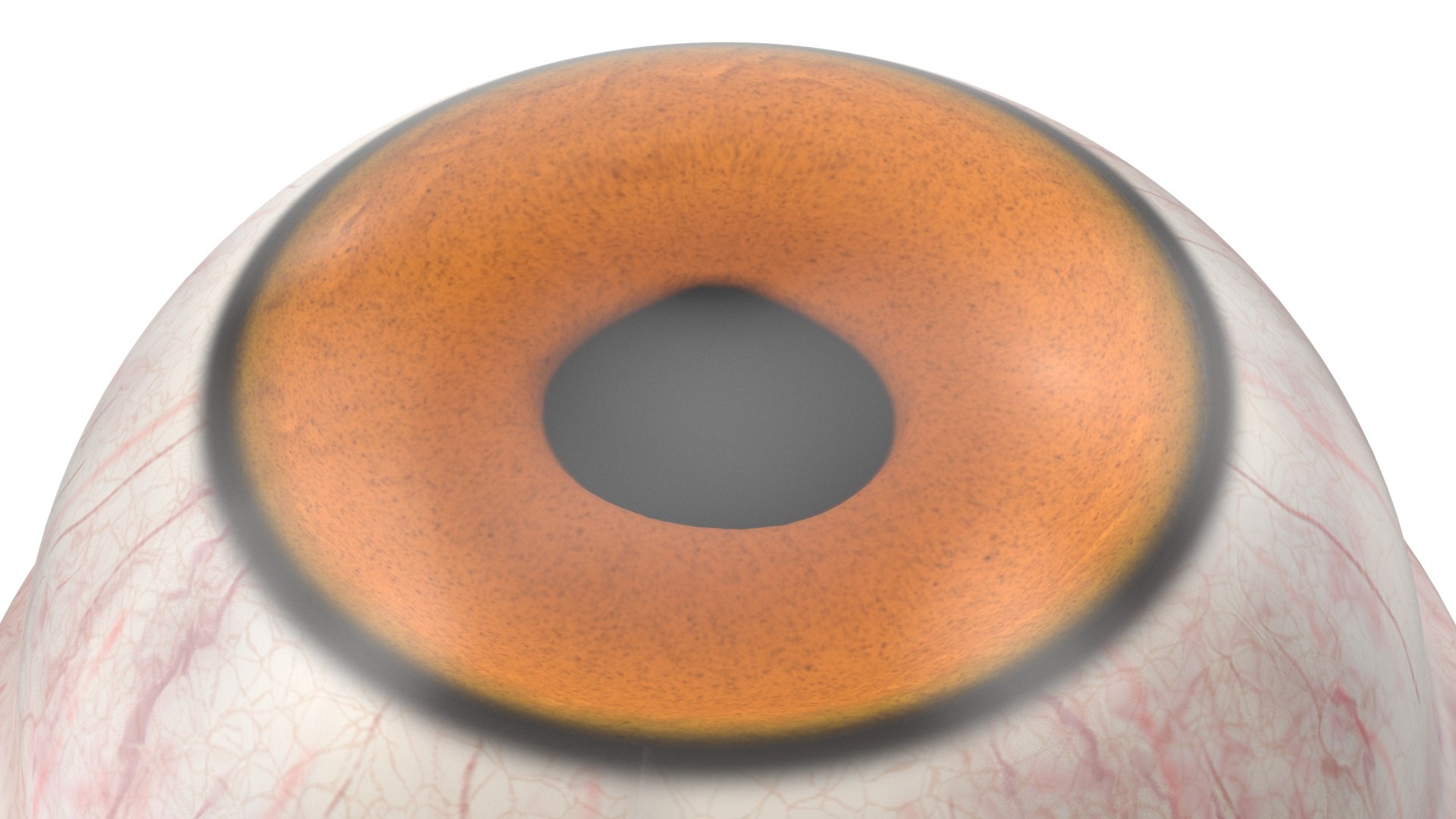 Realistic Animal Eyes Set model https://p.turbosquid.com/ts-thumb/Mr/25su4c/EZ/realisticanimaleyessetmb3dmodel028/jpg/1708976161/1920x1080/fit_q87/632d3b4e175ecac6b7f6c0e17e4d2fa131f97736/realisticanimaleyessetmb3dmodel028.jpg