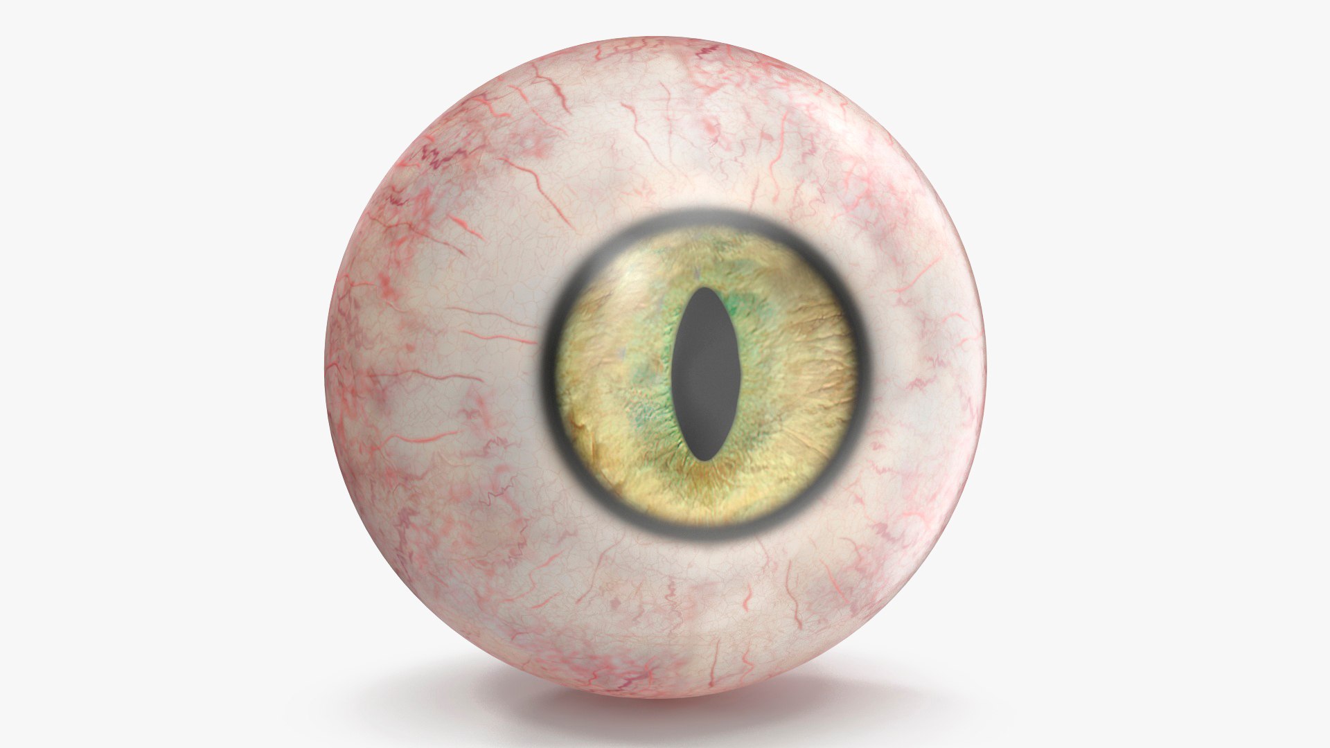 Realistic Animal Eyes Set model https://p.turbosquid.com/ts-thumb/Mr/25su4c/Wd/realisticanimaleyessetmb3dmodel014/jpg/1708976093/1920x1080/fit_q87/f966f9a9a89885bf47a85278963ac7b96a94e97a/realisticanimaleyessetmb3dmodel014.jpg