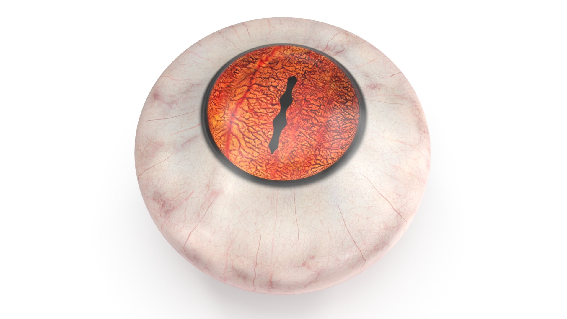 Realistic Animal Eyes Set model https://p.turbosquid.com/ts-thumb/Mr/25su4c/Wj/realisticanimaleyessetmb3dmodel024/jpg/1708976140/1920x1080/fit_q87/ca3a6f555ebb81ae17112bb38b8864f313ccfc32/realisticanimaleyessetmb3dmodel024.jpg