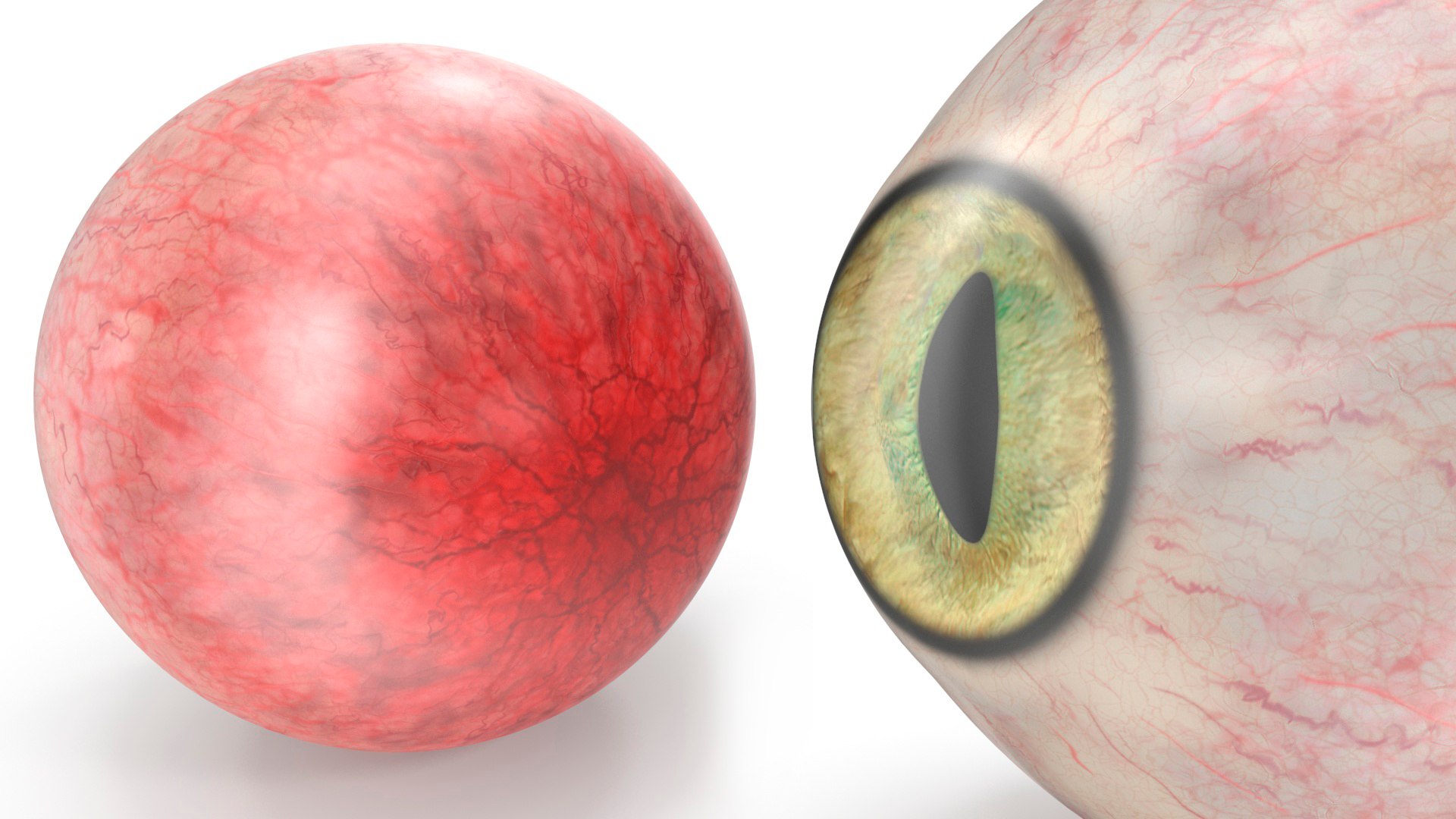Realistic Animal Eyes Set model https://p.turbosquid.com/ts-thumb/Mr/25su4c/c6/realisticanimaleyessetmb3dmodel015/jpg/1708976097/1920x1080/fit_q87/54b945e6dcf984685da1824da2488345c560d5b6/realisticanimaleyessetmb3dmodel015.jpg