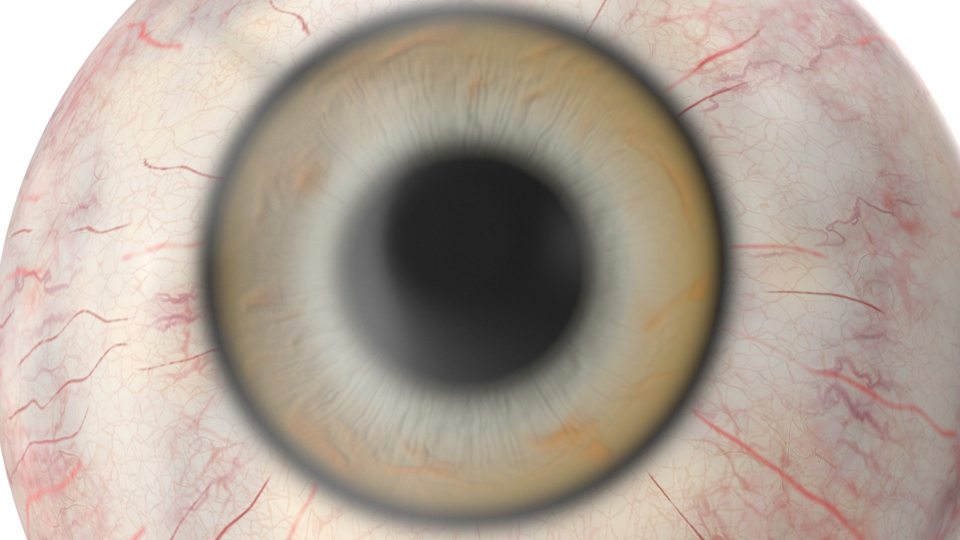 Realistic Animal Eyes Set model https://p.turbosquid.com/ts-thumb/Mr/25su4c/si/realisticanimaleyessetmb3dmodel018/jpg/1708976112/1920x1080/fit_q87/f86960969f35810206312f045637ae041109ac6a/realisticanimaleyessetmb3dmodel018.jpg