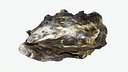 Oyster 02