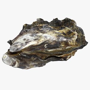 Oyster 02 3D