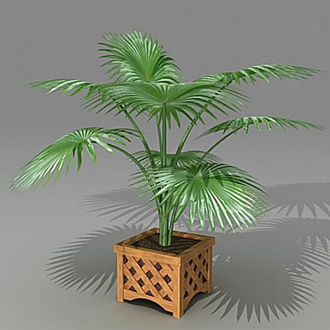 Palm Max