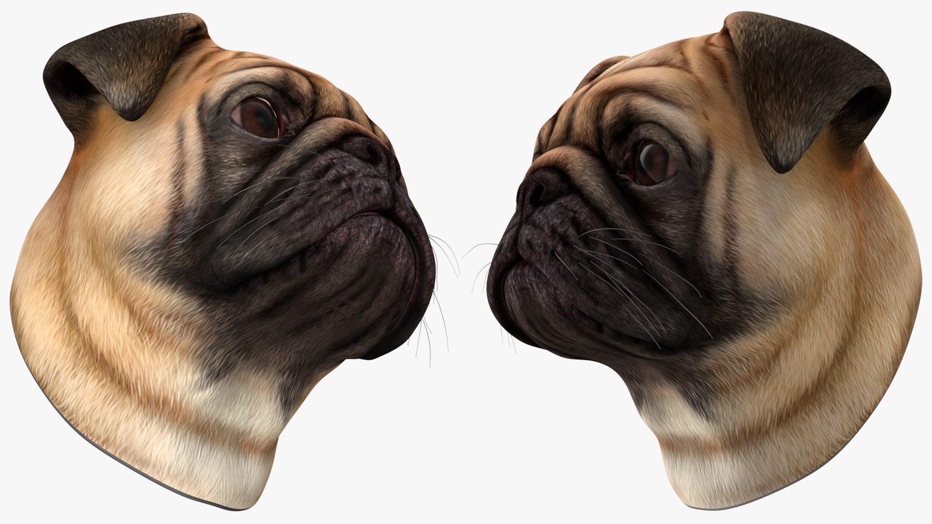 3D pug dog head https://p.turbosquid.com/ts-thumb/Mr/DJBjtn/OU/pugdogheadvray3dmodel005/jpg/1611365939/1920x1080/fit_q87/b5f4d255445540639eb5118db940ccb485380df8/pugdogheadvray3dmodel005.jpg