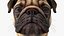 Mops Hundekopf