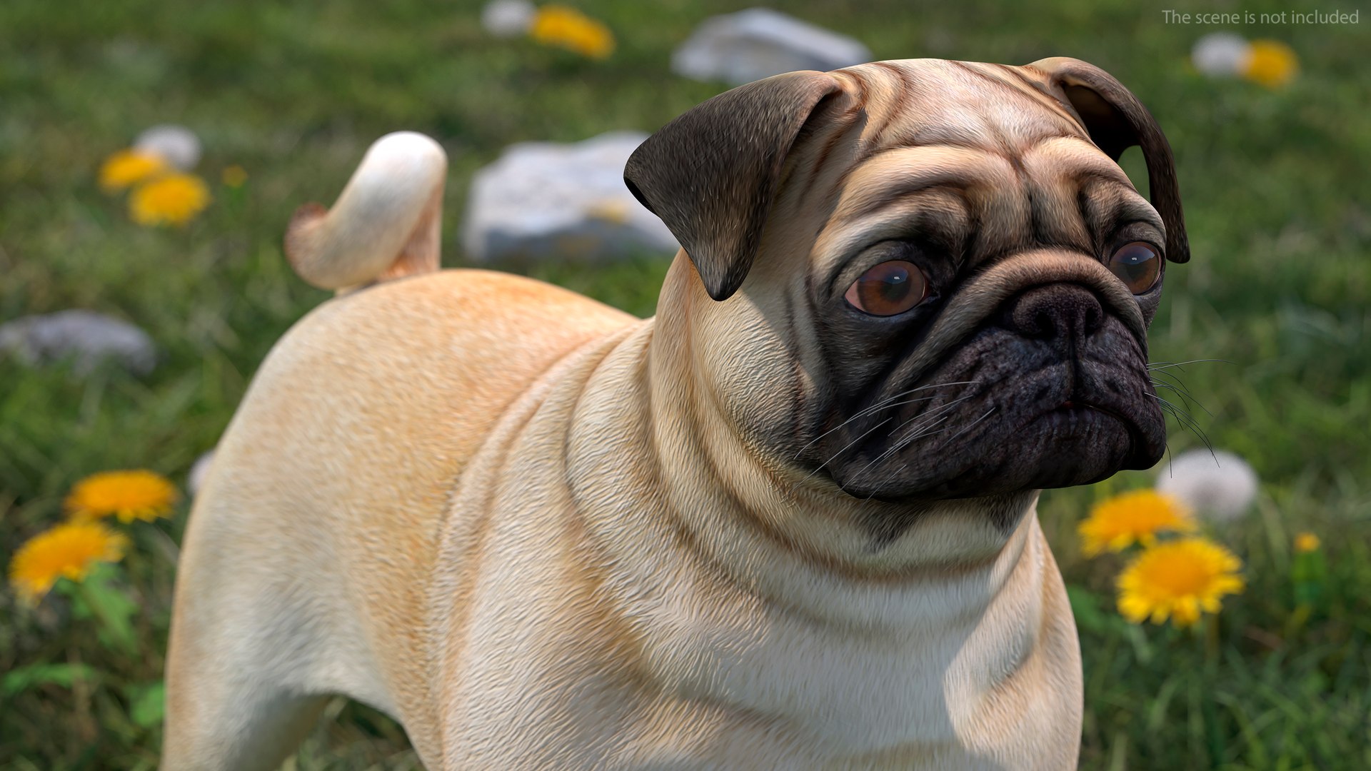 3D pug dog head https://p.turbosquid.com/ts-thumb/Mr/DJBjtn/QV/pugdogheadvray3dmodel004/jpg/1611365929/1920x1080/fit_q87/ca2f8e75216cfa9dc35f2f2dd9a791a53cef05ba/pugdogheadvray3dmodel004.jpg