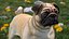 Mops Hundekopf