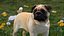 Mops Hundekopf