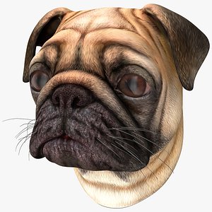 3D pug dog head