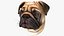 Mops Hundekopf