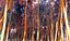 Surreal Marijuana Bamboo Forest Animated