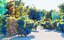 Surreal Marijuana Bamboo Forest Animated