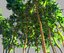 Surreal Marijuana Bamboo Forest Animated