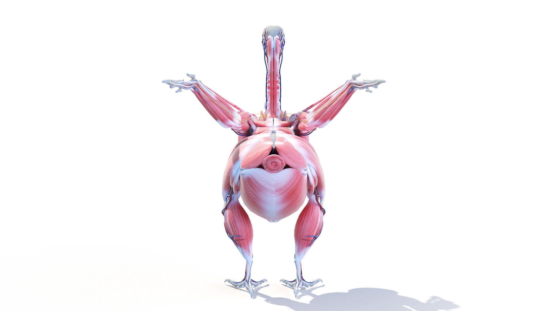 3D model Full Chicken Anatomy Static https://p.turbosquid.com/ts-thumb/Mr/KYco7N/0M/chicken_anatomy0003/jpg/1654792526/1920x1080/fit_q87/5f6d41aa905b6d5d2a6aeff6fe3c89ebbffb4d4b/chicken_anatomy0003.jpg