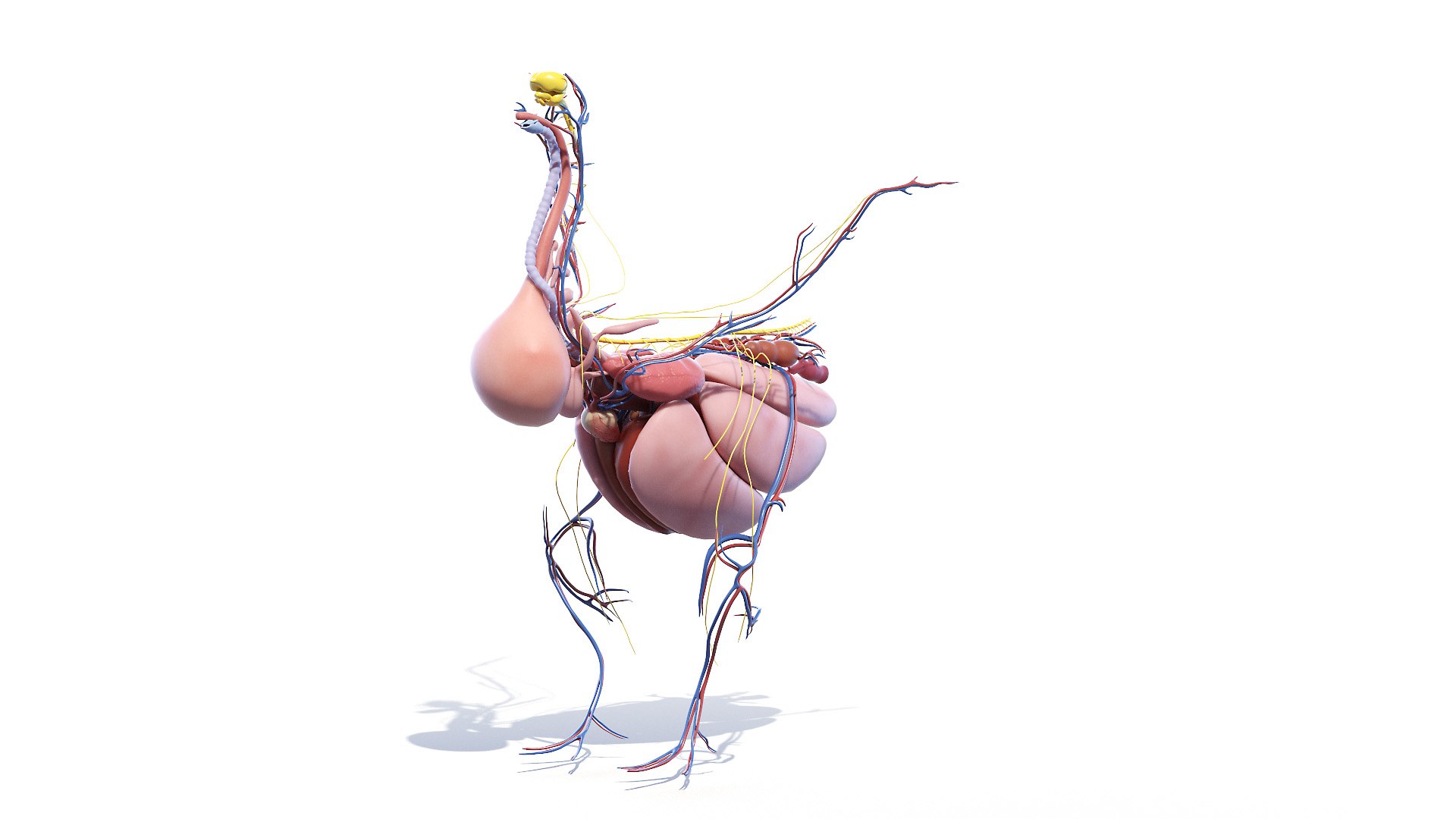 3D model Full Chicken Anatomy Static https://p.turbosquid.com/ts-thumb/Mr/KYco7N/5C/chicken_anatomy3f0000/jpg/1654792580/1920x1080/fit_q87/85932c208534d6c47940ee86336b17e5f05cfc30/chicken_anatomy3f0000.jpg