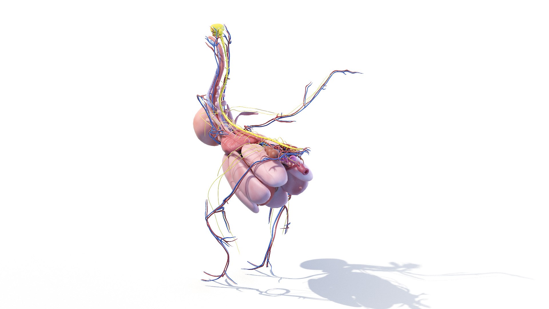 3D model Full Chicken Anatomy Static https://p.turbosquid.com/ts-thumb/Mr/KYco7N/7m/chicken_anatomy3f0002/jpg/1654792581/1920x1080/fit_q87/4f3544ff093ad5e4f46eff369a12bf64a0b82b04/chicken_anatomy3f0002.jpg