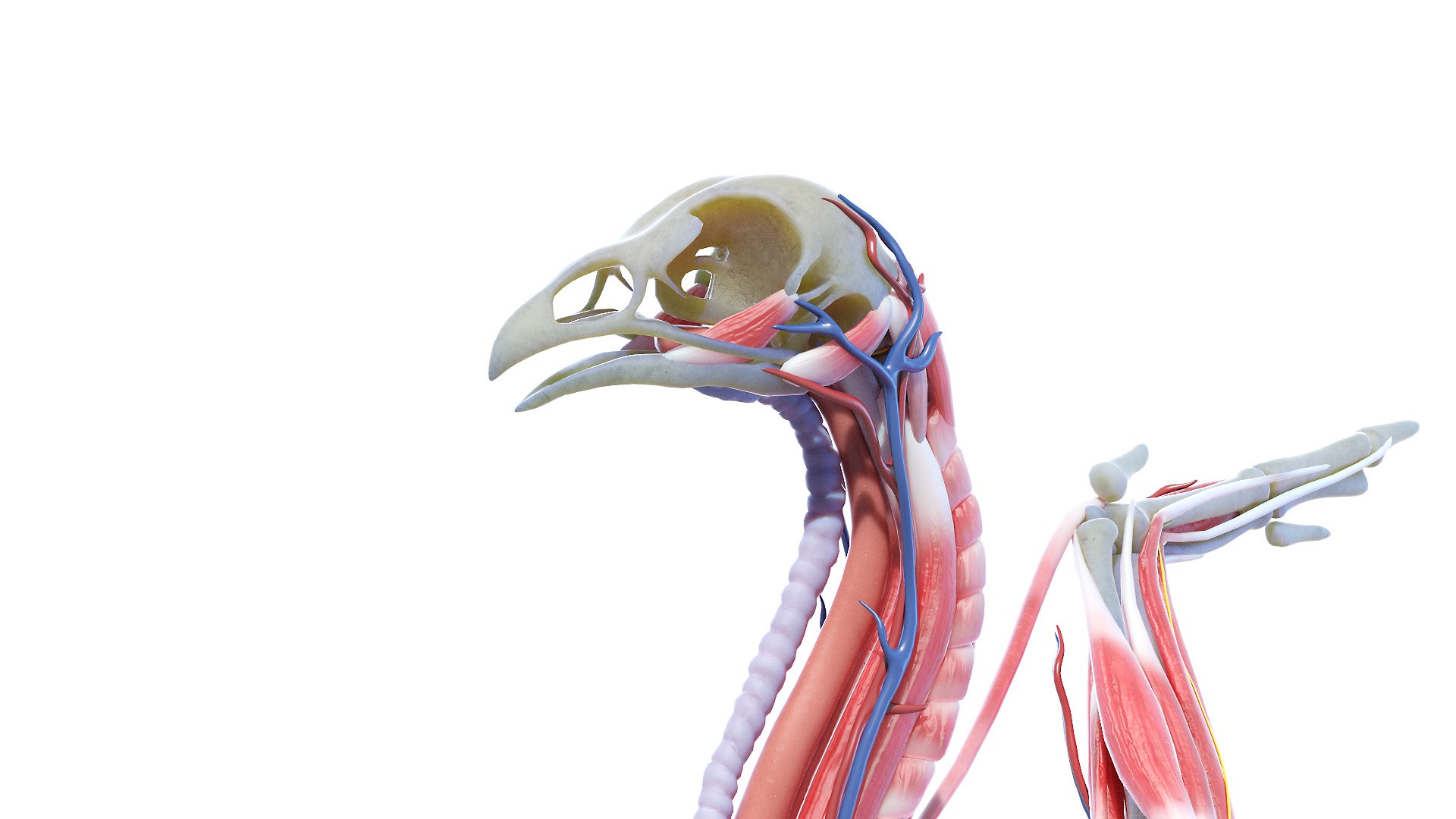 3D model Full Chicken Anatomy Static https://p.turbosquid.com/ts-thumb/Mr/KYco7N/AQ/chicken_anatomy0007/jpg/1654792527/1920x1080/fit_q87/588c61c1bbb70b3db55400a7180566109d4581ea/chicken_anatomy0007.jpg