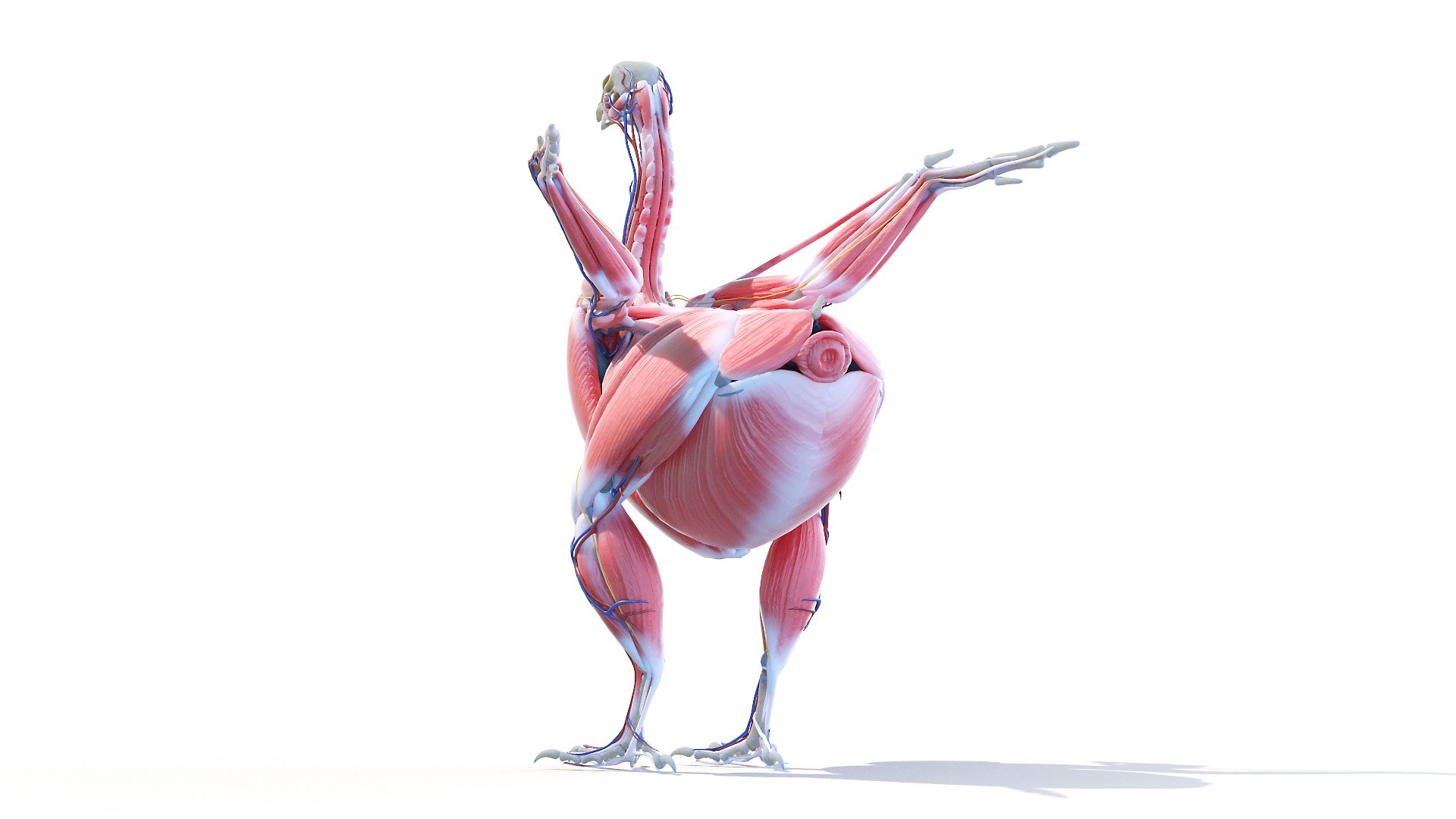 3D model Full Chicken Anatomy Static https://p.turbosquid.com/ts-thumb/Mr/KYco7N/Bs/chicken_anatomy0005/jpg/1654792527/1920x1080/fit_q87/a9648906229e4c6633cce7ee68a9f39ae8e9c15c/chicken_anatomy0005.jpg